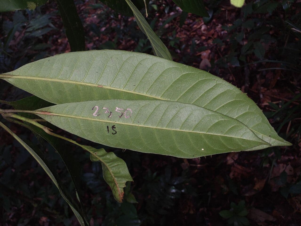 Pouteria 2