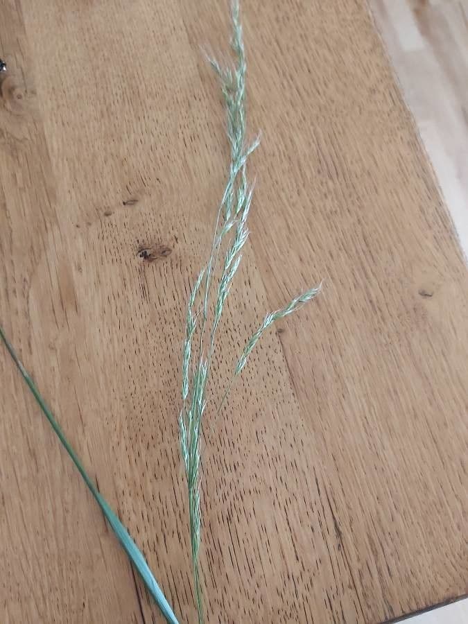 Festuca gigante 3