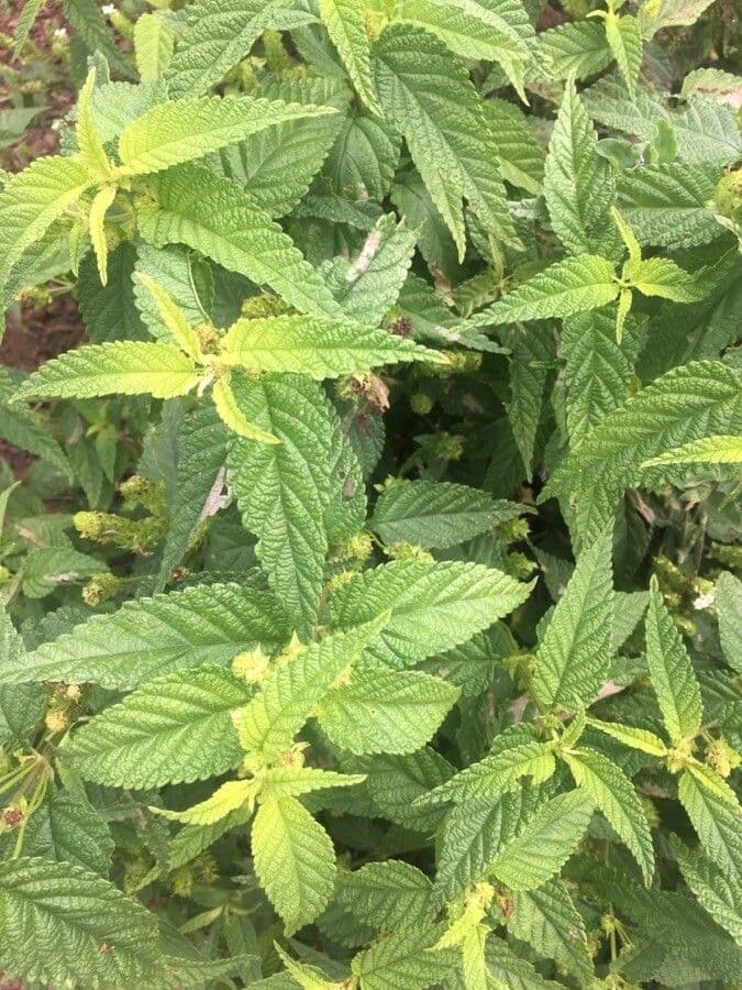 Lantana ondulata 7