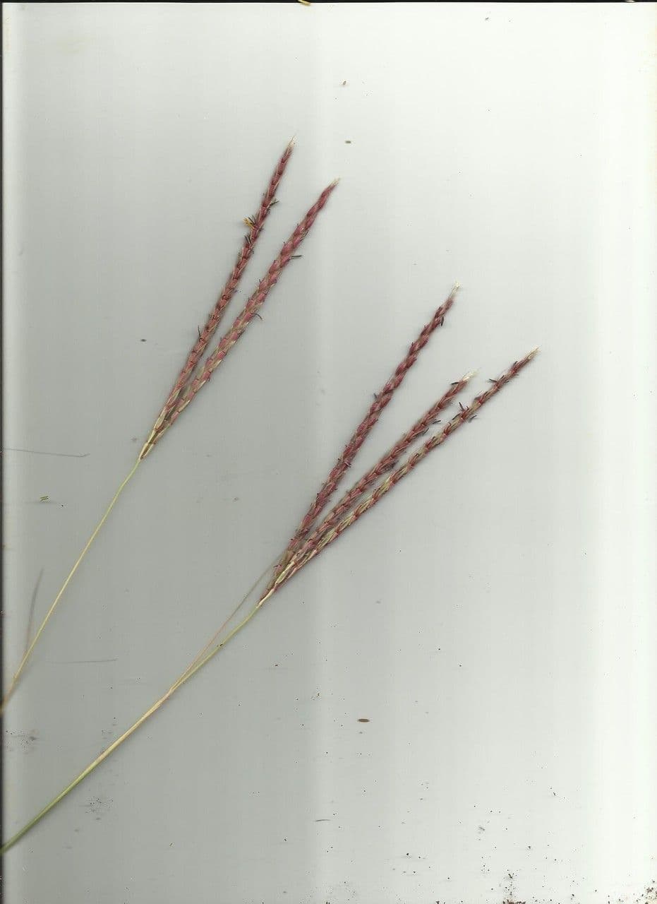 Ischaemum 17