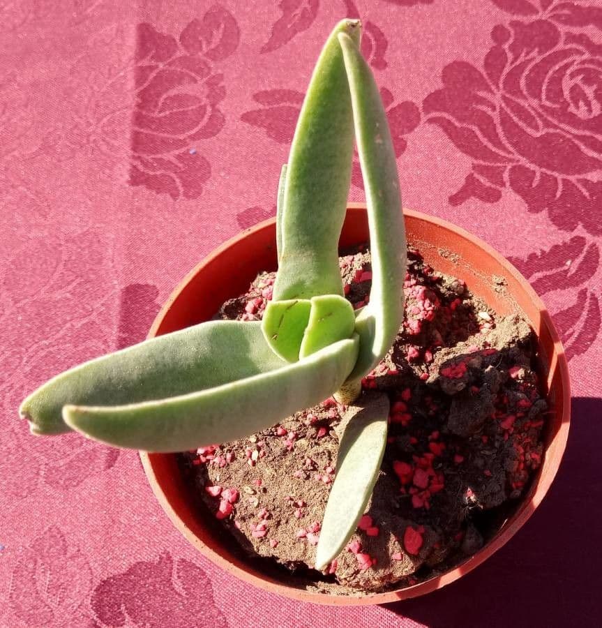 Crassula perfoliata 18