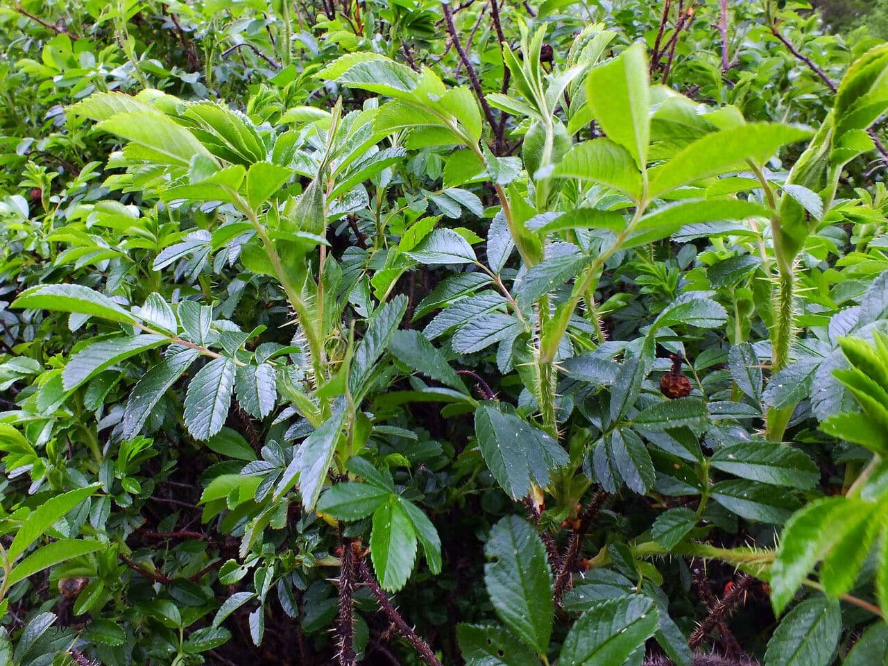 Rosa aspra 4