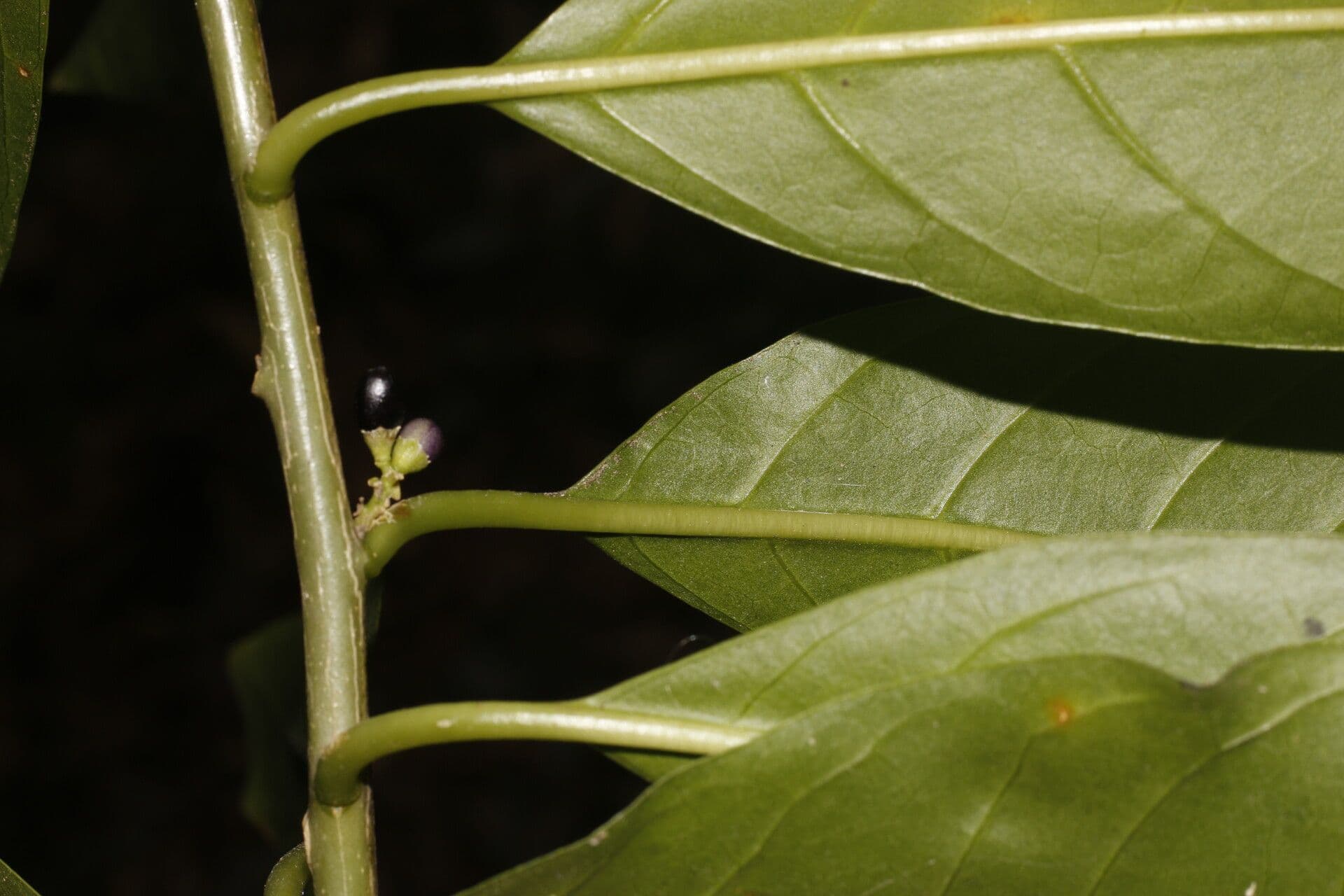 Drüsiges Cestrum