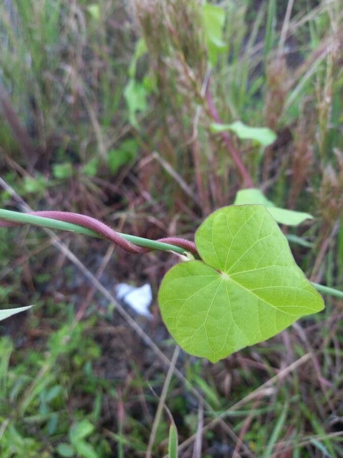 Ipomoea tmavá 20