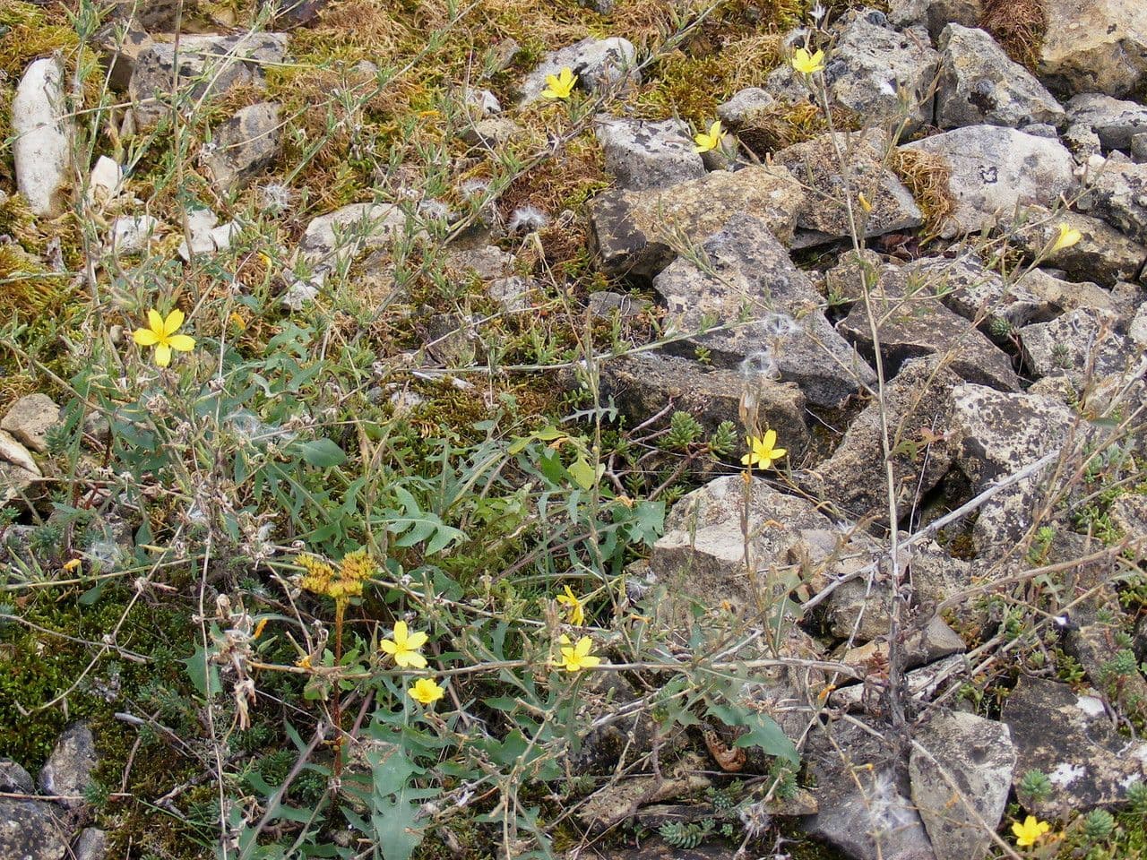Lattuga viminea 12