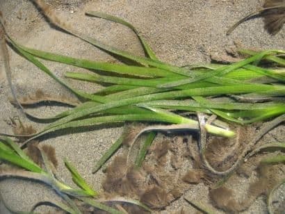 Zostera marina 14