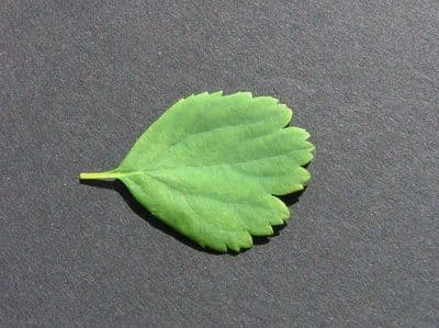 Spirea trilobata 26