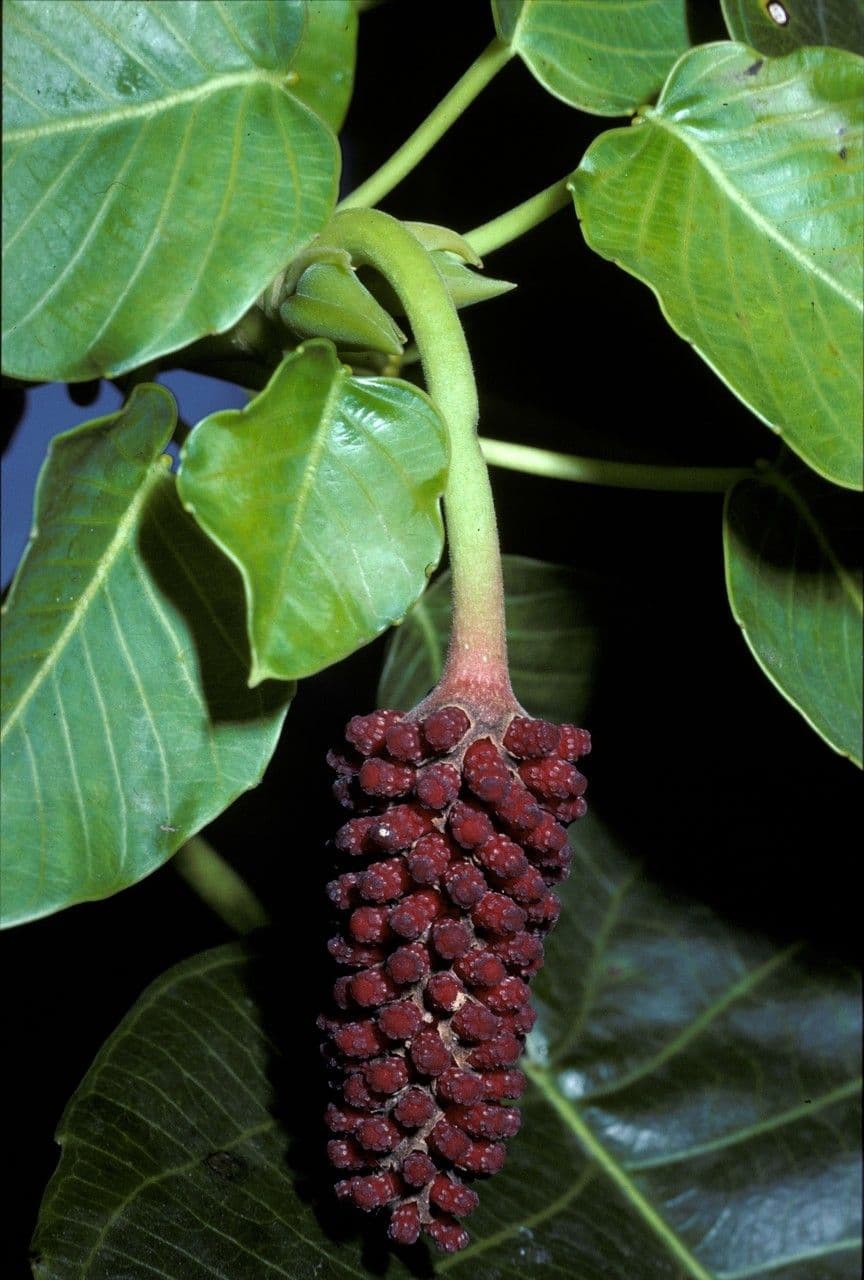 Sandbüchsenbaum 8