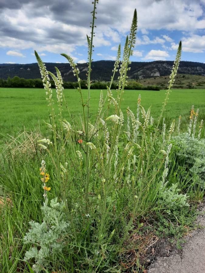 Reseda bianca 11