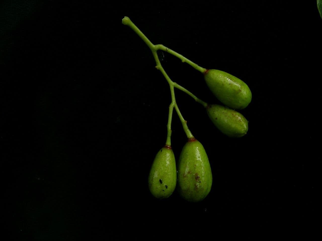 Cedro rosso 4