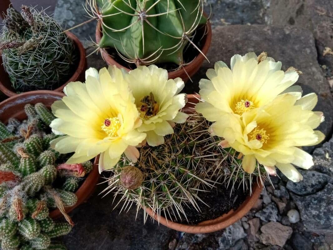 Parodia 2