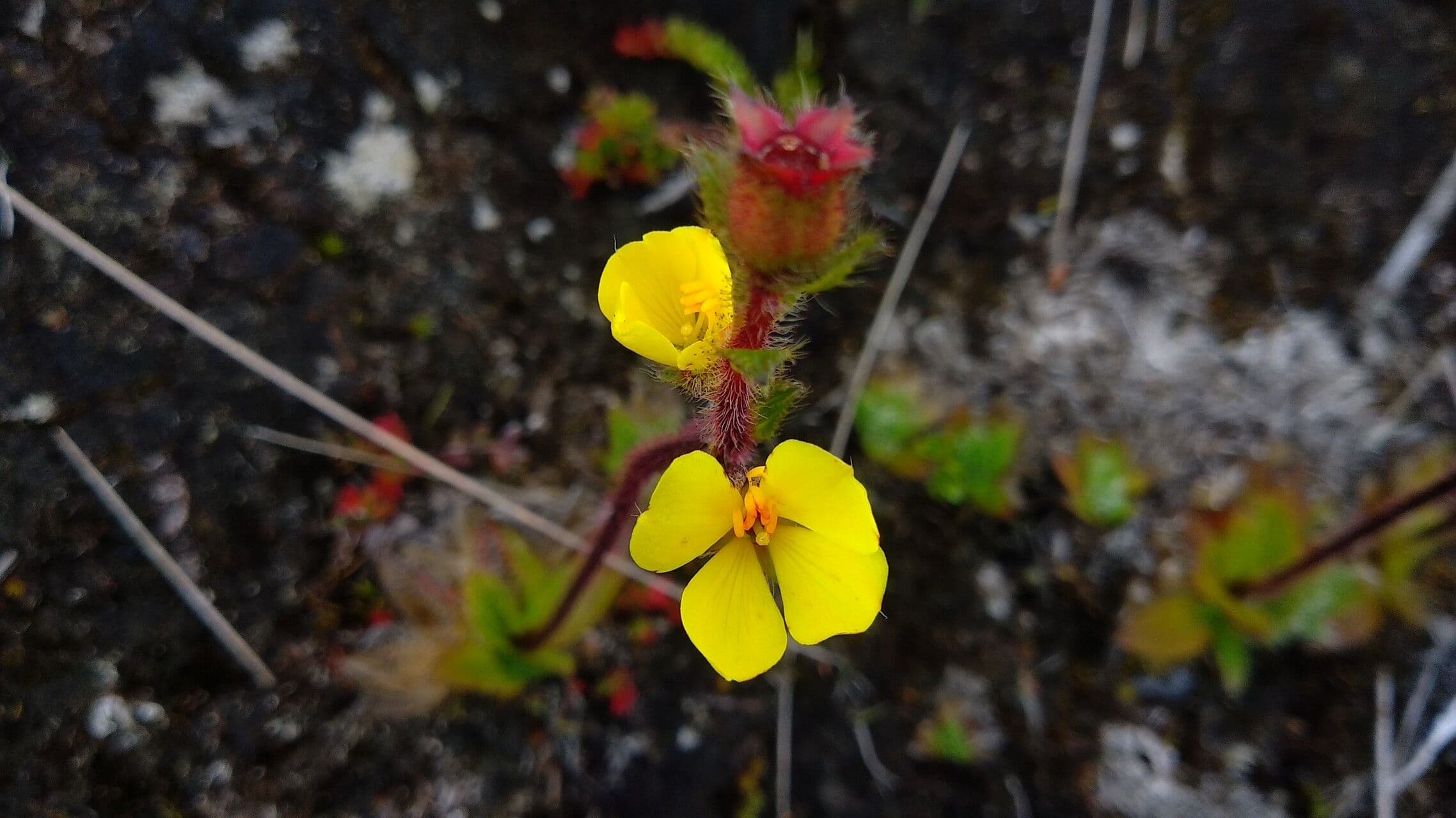 Castratella piloselloides 3