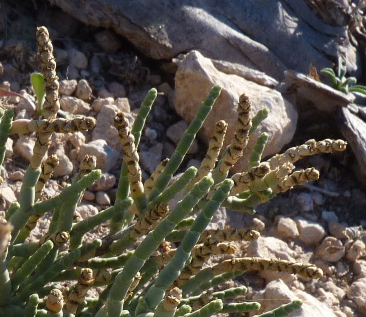 Anabasis articolata 12