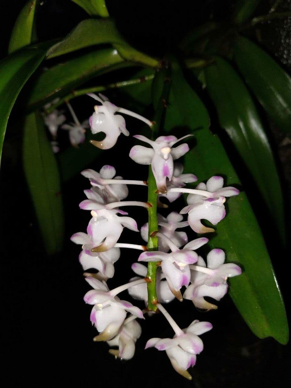 Aerides
