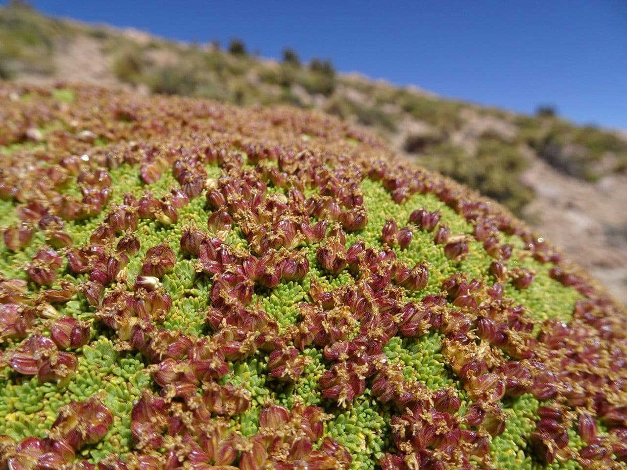 Azorella