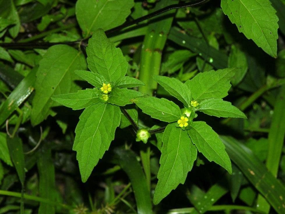 Melampodium 8