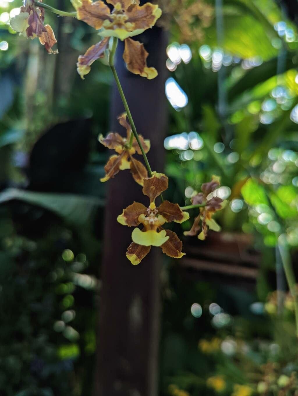 Oncidium