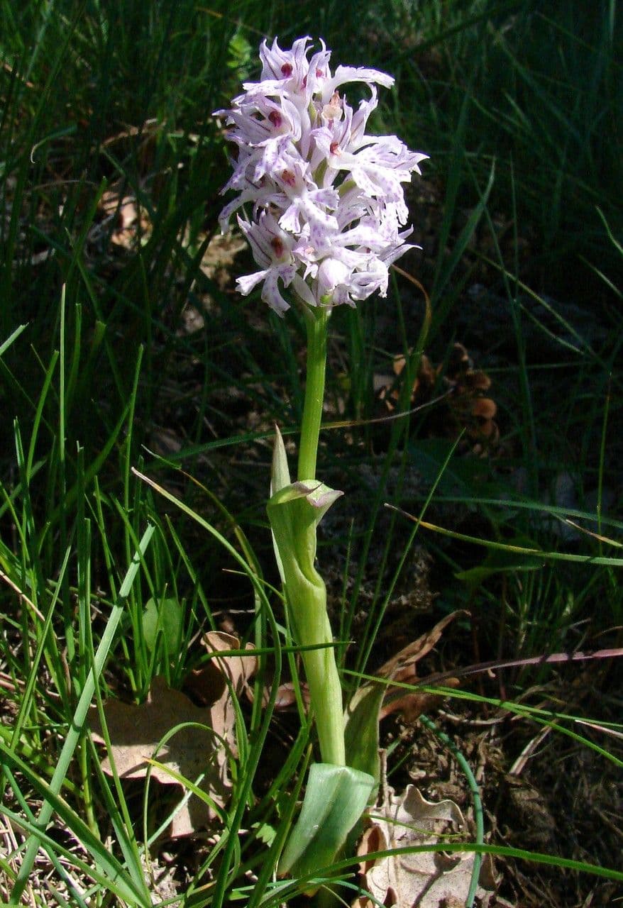Orquídea tridentada 7