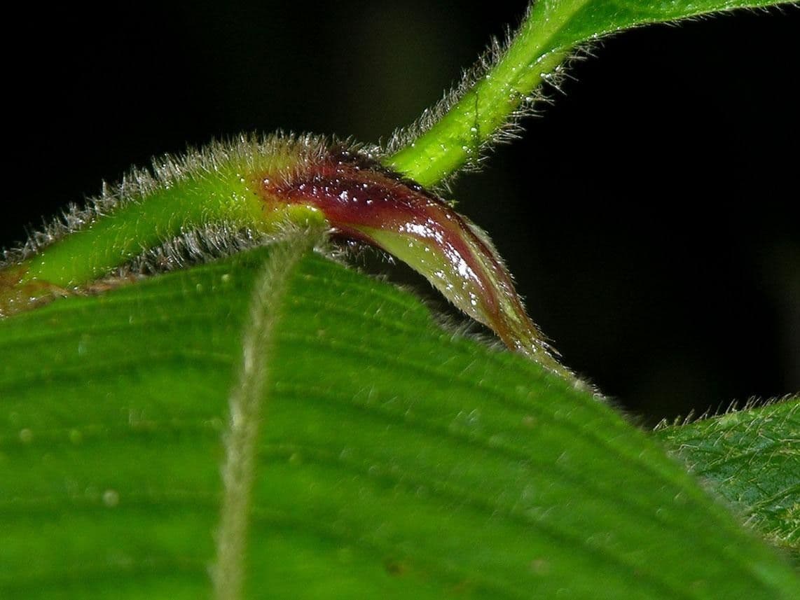 Psychotria 20