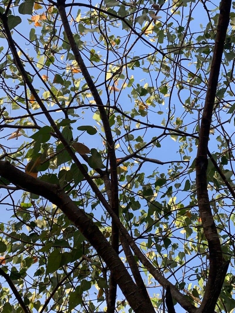 Croton 14