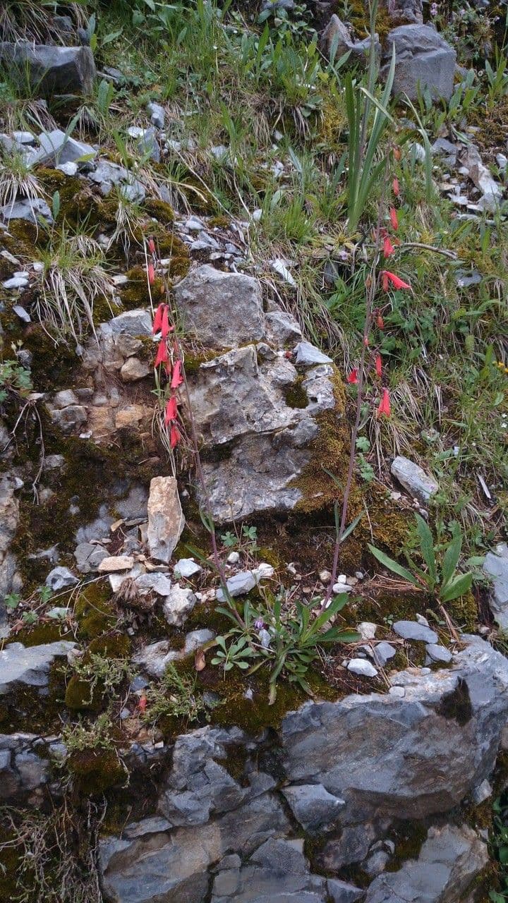 Penstemon barbato 18