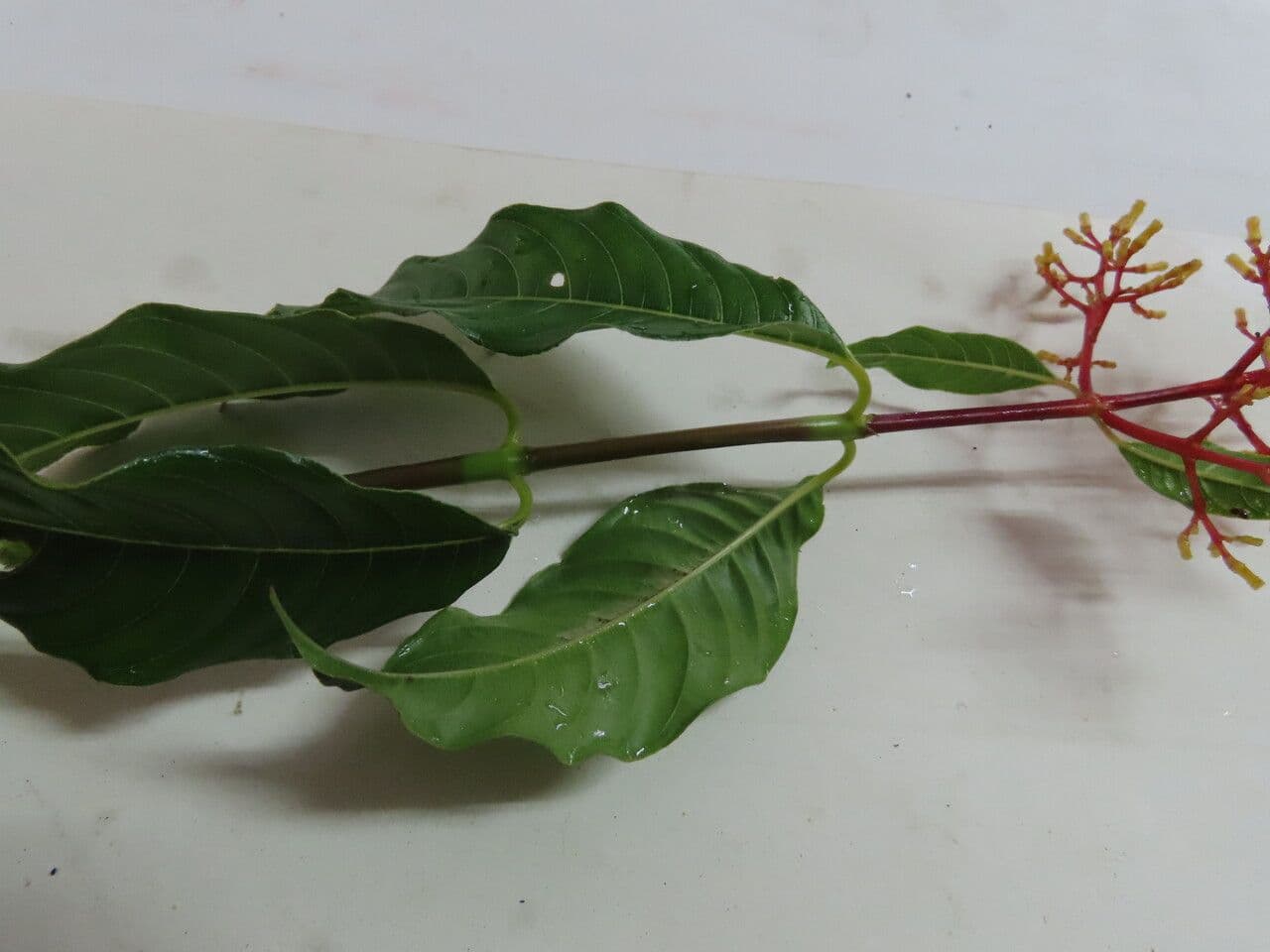 Palicourea crocea 13