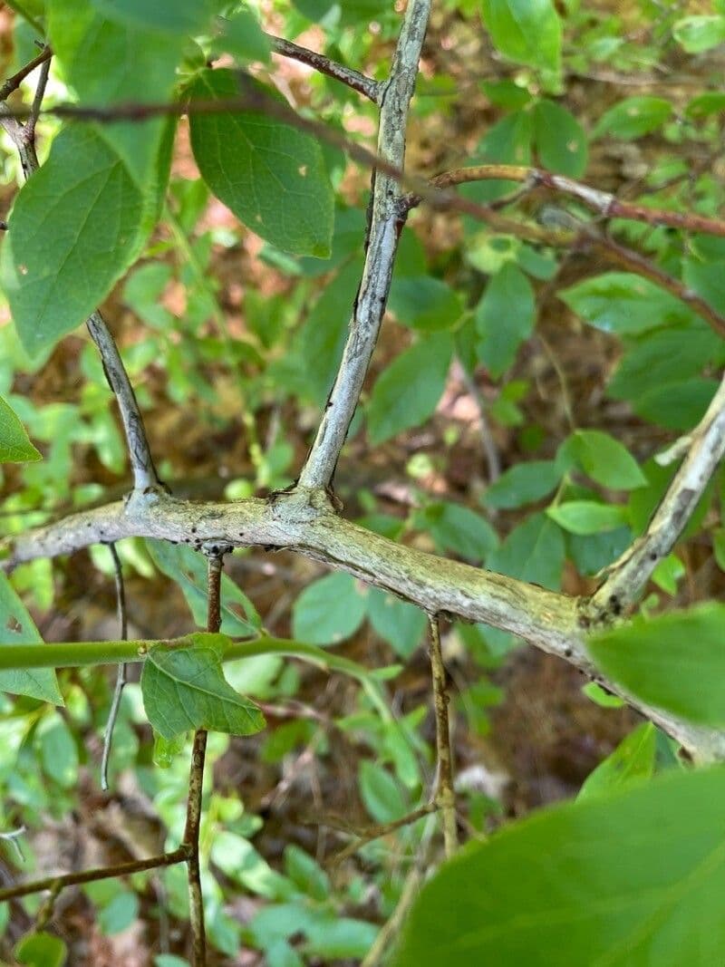 Engblättrige Heidelbeere 23