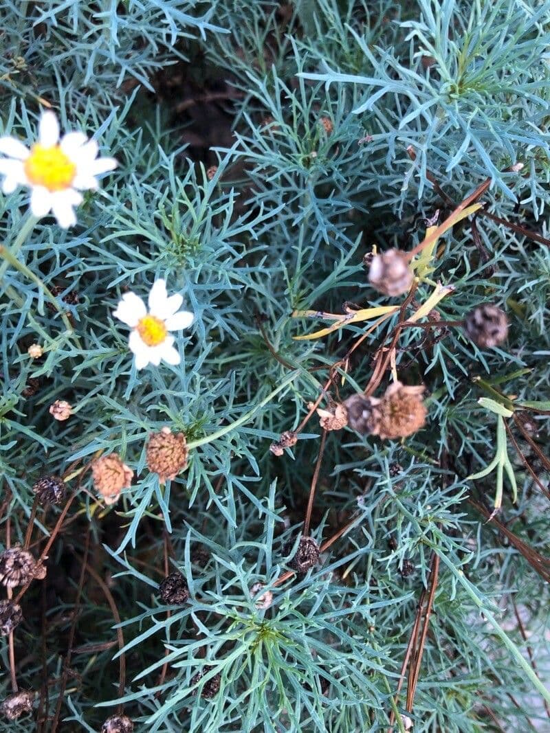 Thymophylla