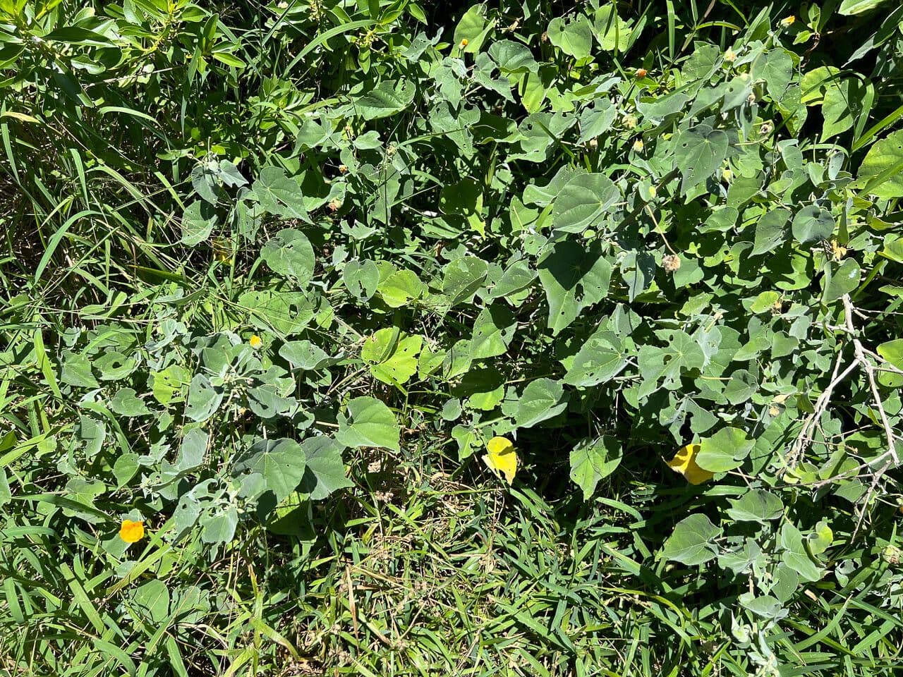 Abutilon 7