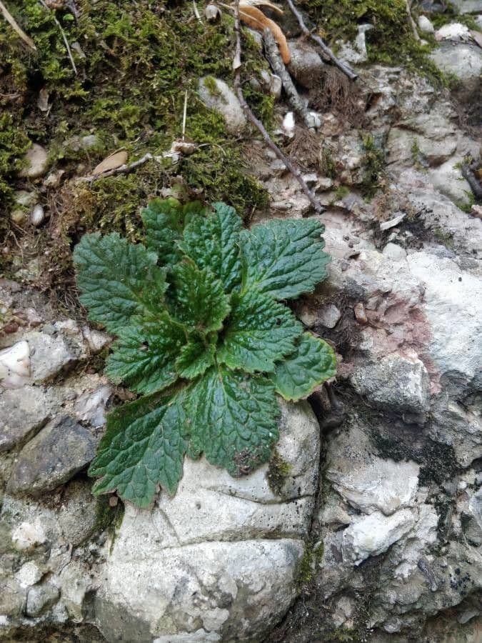 Ramonda Mycona 17