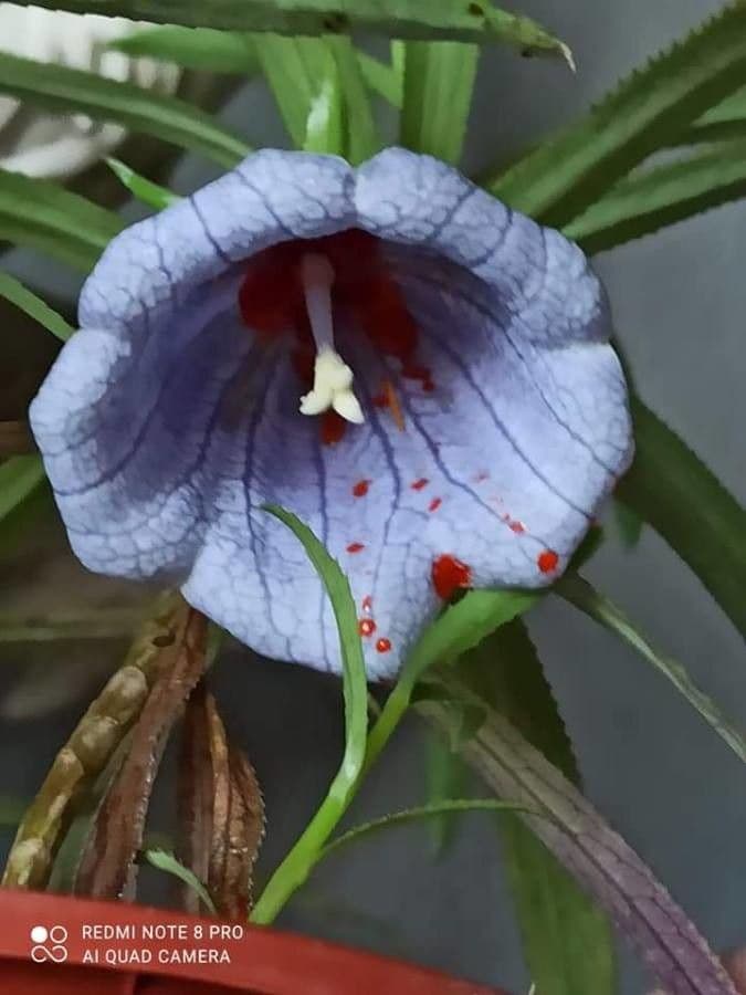 Campanula di Mauritius 2