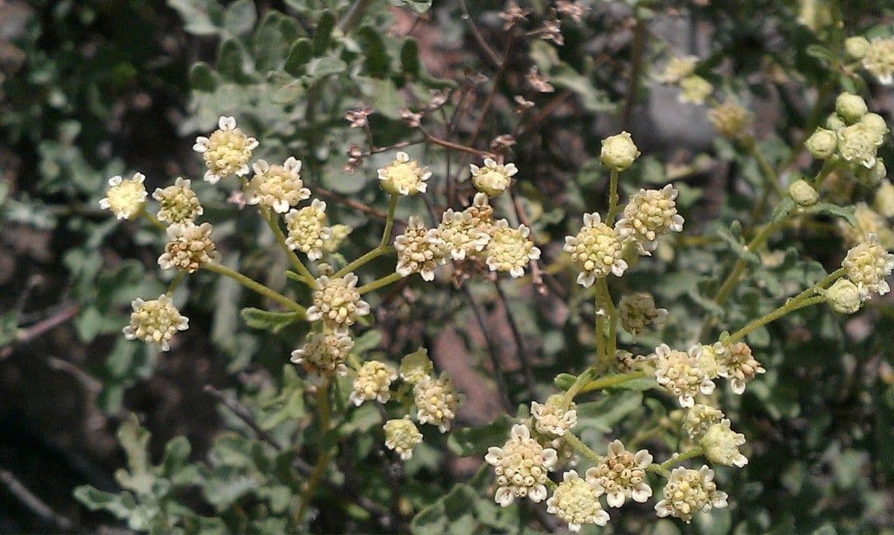 Parthenium incanum 9