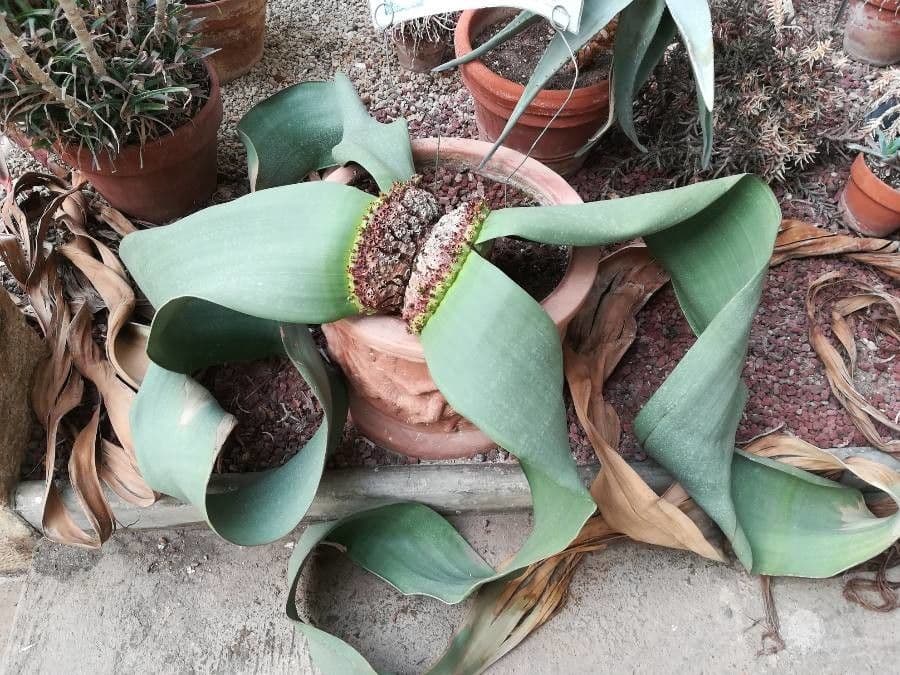 Welwitschia 19