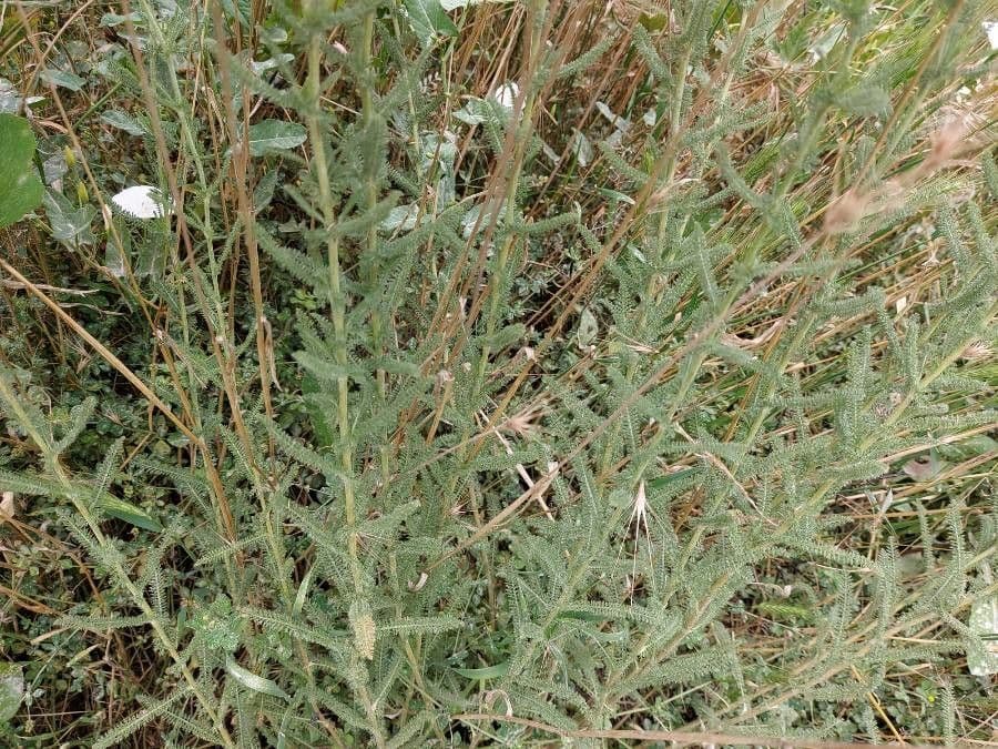 Achillea ligustica 22