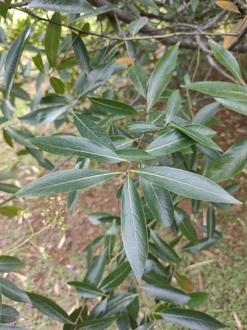 Ocotea 5