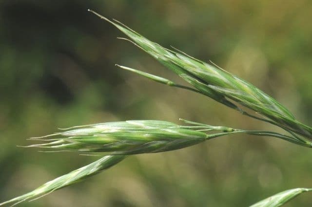 Bromus 2