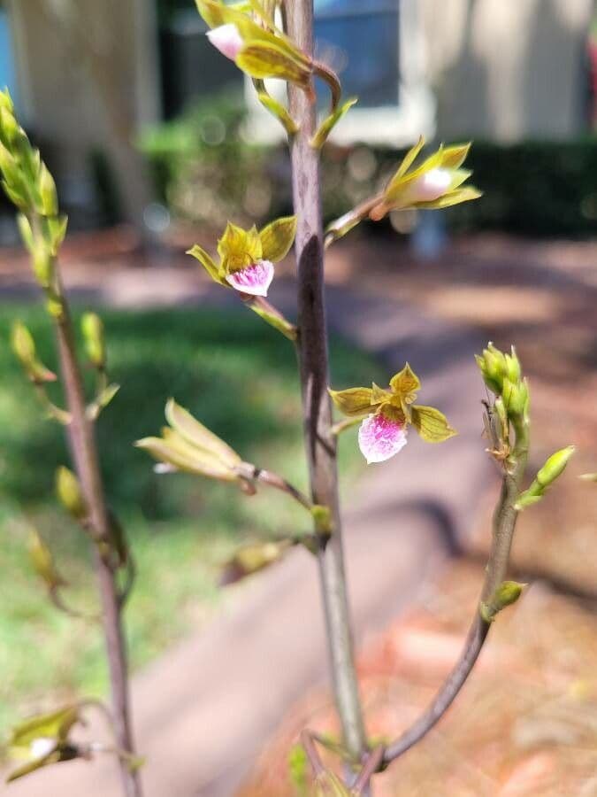 Eulophia 4