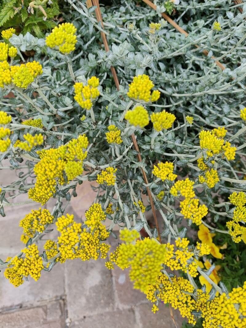 Doldiger Strohblume 4