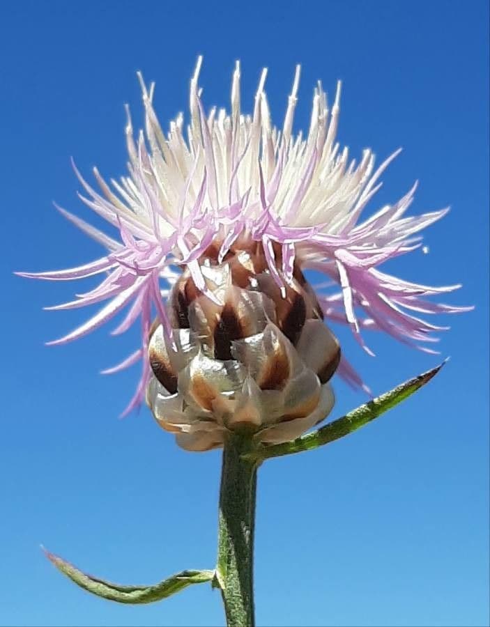 Weiße Flockenblume 2