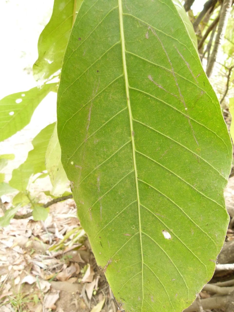 Togo-Uapaca 7