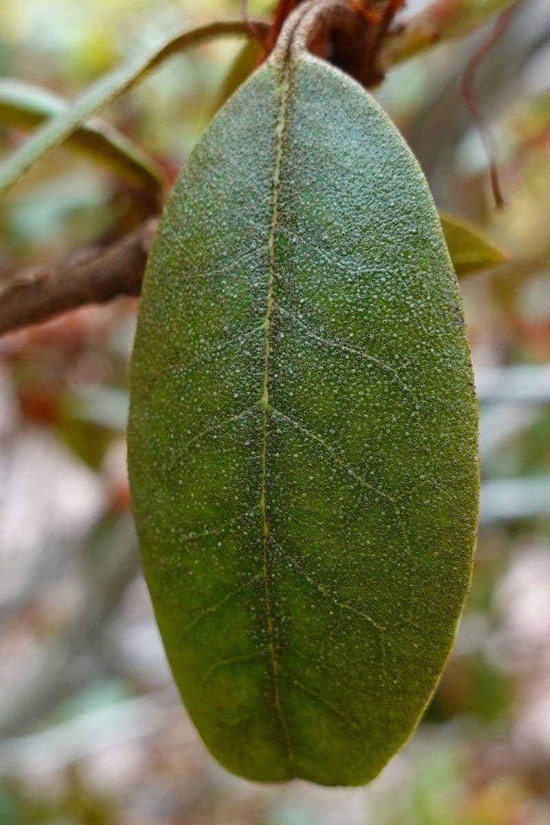 Rododendron rezavý 13