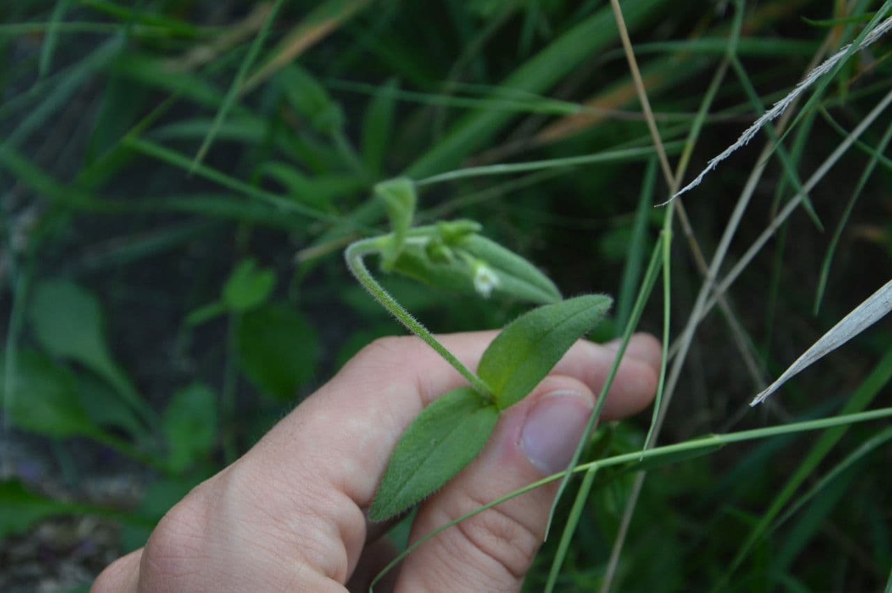 Cerastio dubbioso 15