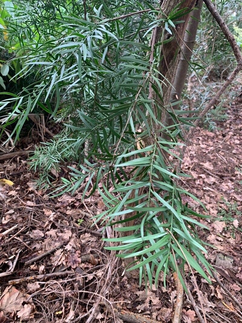 Afrocarpus falcatus 12