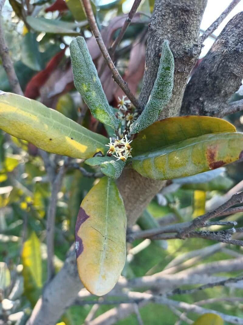 Aextoxicon punctatum 5