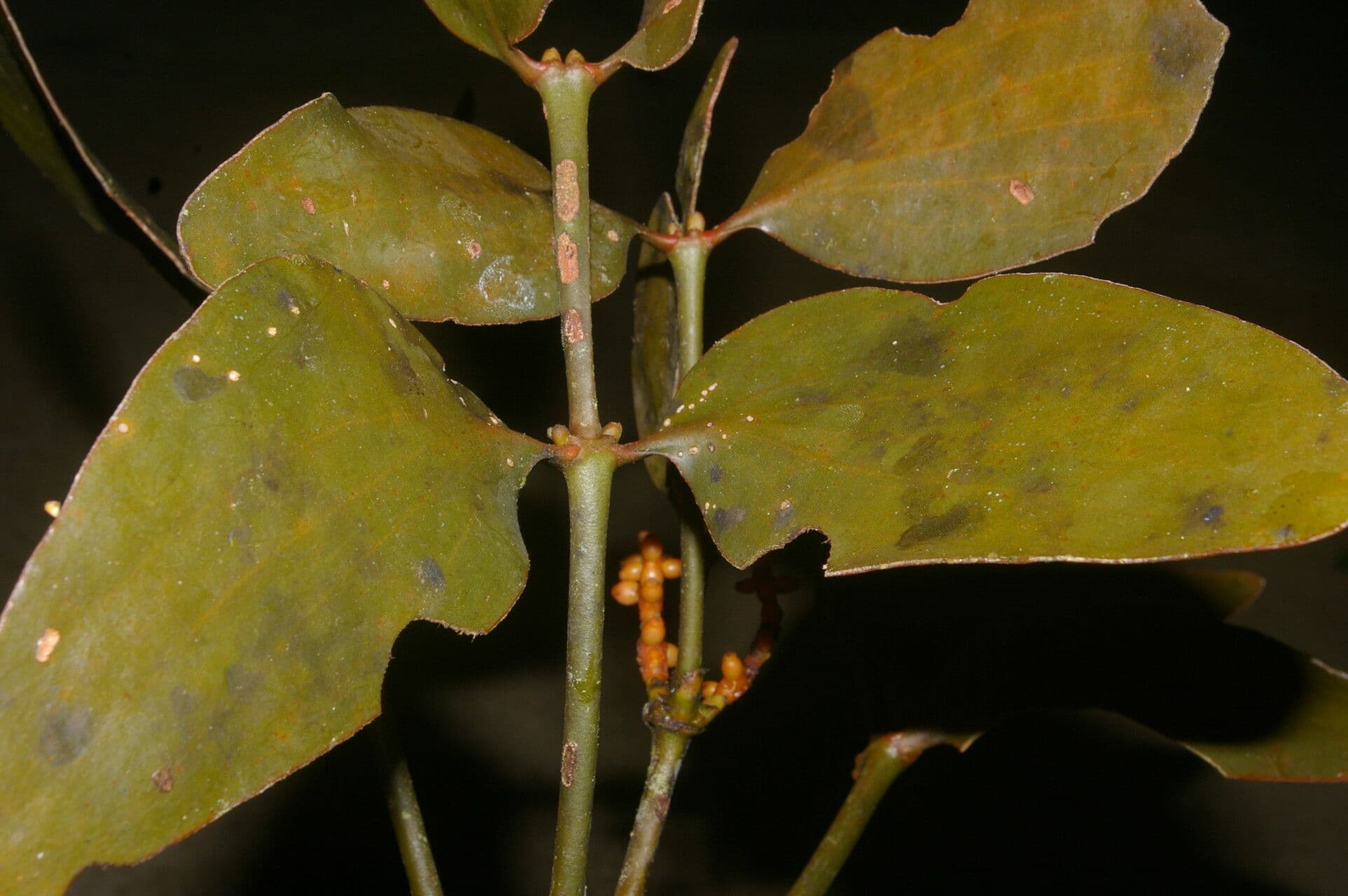 Phoradendron