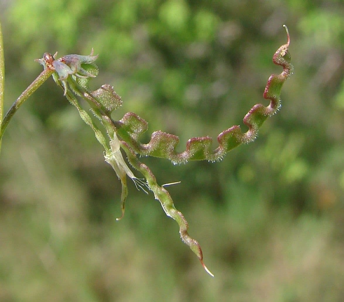 Ipocrepidi ciliata 5