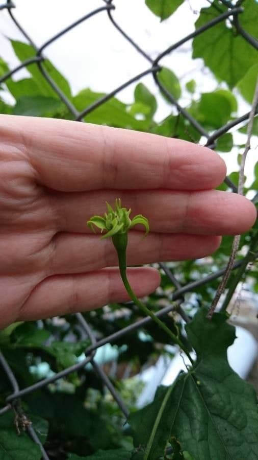 Zucca annuale 16