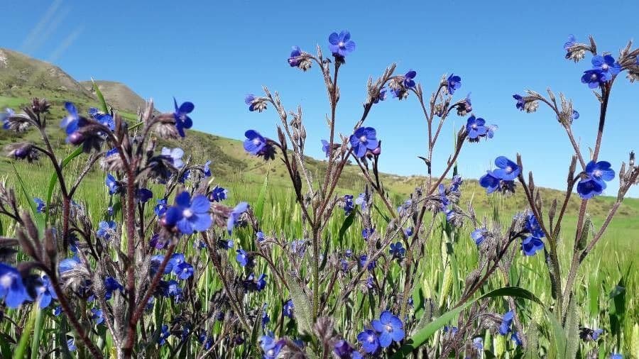 Buglossoides azzurra 5