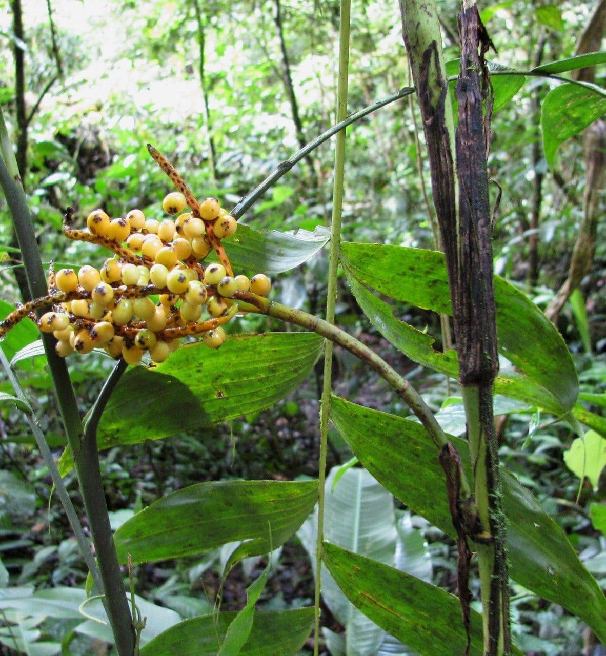 Chamaedorea 2