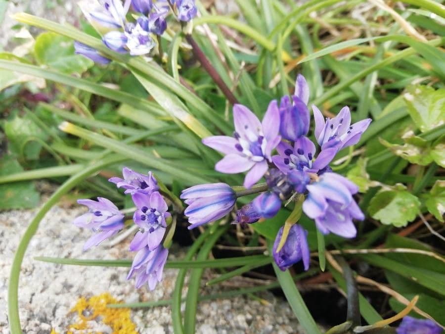 Scilla vernale 2